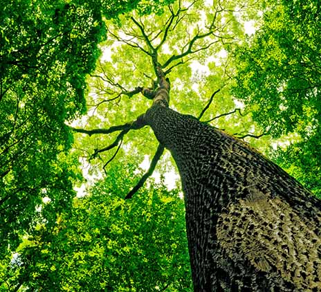 Keep up with COP28: WCAS, Health Day and Finance Day